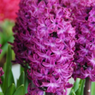 Woodstock Hyacinth Bulbs