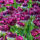 Wow Tulip Bulbs