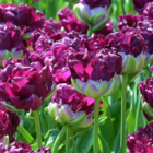 Wow Tulip Bulbs