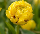 Yellow Pomponette Tulip Bulbs