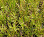 Yellow-rattle (Rhinanthus minor) Plant