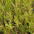 Yellow-rattle (Rhinanthus minor) Plant