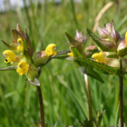 Yellow-rattle (Rhinanthus minor) Plant