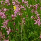 BS11M: Acidic Soils Wildflower Meadow Seeds