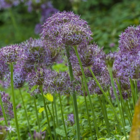 Christophii Allium Bulbs