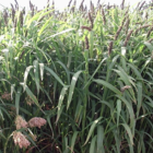 Ambush Millet Mix