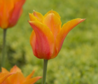 Ballerina Tulip Bulbs