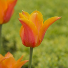 Ballerina Tulip Bulbs