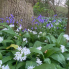 BS Bluebell Bulbs - Woodland (Scilla non-scripta)