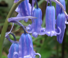 BS Bluebell Bulbs 'In The Green' (Hyacinthoides non-scripta)