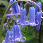 BS Bluebell Bulbs 'In The Green' (Hyacinthoides non-scripta)