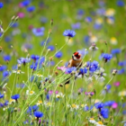 BS14P 100%: Wild Bird Wildflower Seeds