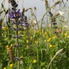 BS1M: Traditional Wildflower Meadow Seeds