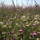 BS2M: Chalk & Limestone Soils Wildflower Seeds