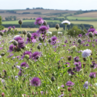 BS5P 100%: Heavy Clay Soils Wildflower Seeds