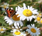 BSBM: Butterfly & Bee Wildflower Seeds