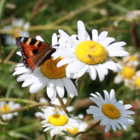 BSBP 100%: Bees and Butterfly Wildflower Seeds