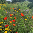 BSBM: Butterfly & Bee Wildflower Seeds