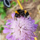 BSBP 100%: Bees and Butterfly Wildflower Seeds