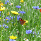 BSBP Butterfly and Bees Wildflower Seeds