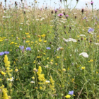 Annual and Perennial Wildflower and Grass Seed