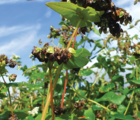 Buckwheat Seed (Fagopyrum esculentum) - (Organic)