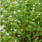 Buckwheat Seed (Fagopyrum esculentum)