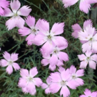 Cheddar Pink (Dianthus Gratianopolitanus) Plant
