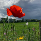 Poppy, Common (Papaver rhoeas) Seeds