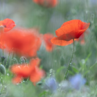 Poppy, Common (Papaver rhoeas) Seeds