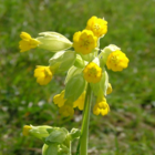 Cowslip (Primula veris) Plant