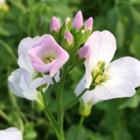 Cuckoo Flower (Cardamine Pratensis) Plant