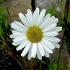 Daisy, Ox-eye (Leucanthemum vulgare) Seeds