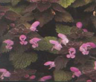 Deadnettle, Red (Lamium purpureum) Seeds