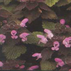 Deadnettle, Red (Lamium purpureum) Seeds