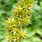 Sedge, False Fox (Carex otrubae) Plant