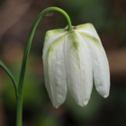 Alba Fritillaria Meleagris Bulbs