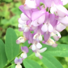 Goat's Rue (Galega officinalis) Plant