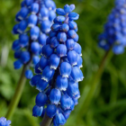 BS Grape Hyacinth Bulbs (Muscari neglectum)