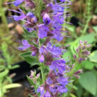 Hyssop (Hyssopus Officinalis) Plant