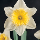 Ice Follies Narcissi Bulbs