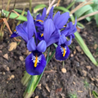 Reticulata (Dwarf) Iris Bulbs