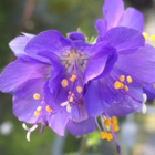 Jacob's Ladder (Polemonium caeruleum) Plant