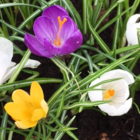 BS Large Flowering Mixed Crocus Bulbs