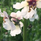 Mullein, Moth (Verbascum blattaria) Plant