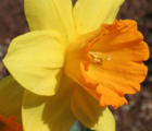 Fortune Daffodil Bulbs