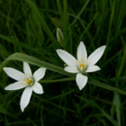 BS Star of Bethlehem Bulbs (Ornithogalum umbellatum)