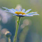 Daisy, Ox-eye (Leucanthemum vulgare) Plant