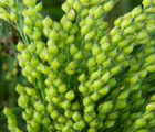 White Millet Seed