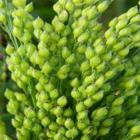 White Millet Seed